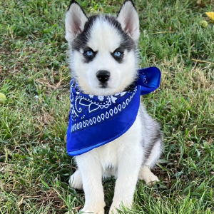 Siberian Husky Puppy Cameron