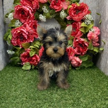 Yorkshire Terrier Puppy Coby