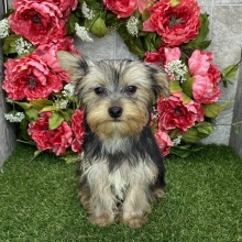 Yorkshire Terrier Puppy Coby