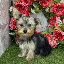 Yorkshire Terrier Puppy Coby