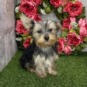 Yorkshire Terrier Puppy Coby