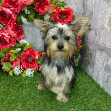 Yorkshire Terrier Puppy Coby