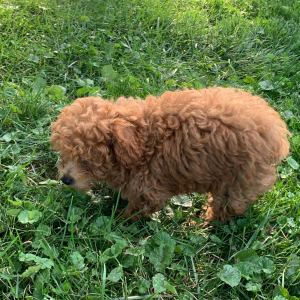 Poodle Puppy Zeppelin