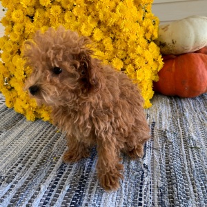 Poodle Puppy Zeppelin