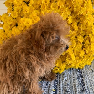 Poodle Puppy Zeppelin