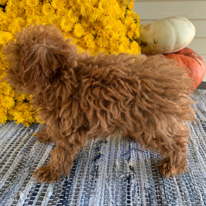 Poodle Puppy Zeppelin