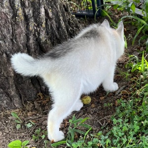Siberian Husky Puppy Carla