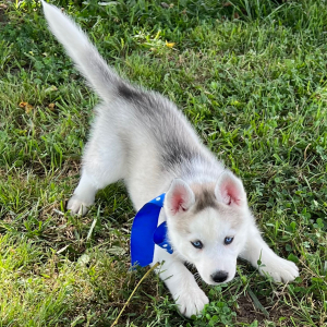 Siberian Husky Puppy Carla