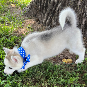 Siberian Husky Puppy Carla