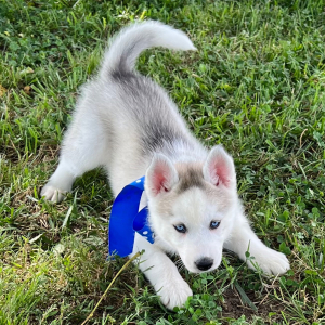 Siberian Husky Puppy Carla