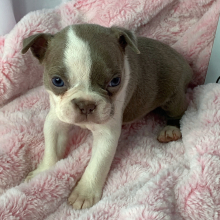 Boston Terrier Puppy Te Fiti