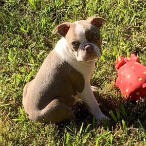 Boston Terrier Puppy Te Fiti