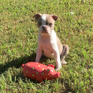Boston Terrier Puppy Te Fiti