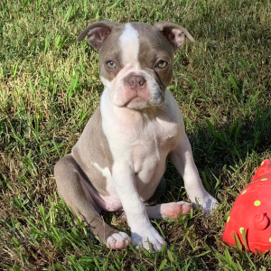 Boston Terrier Puppy Te Fiti