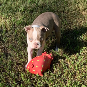 Boston Terrier Puppy Te Fiti