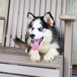 Pomsky Puppy Angel