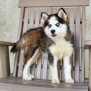 Pomsky Puppy Angel