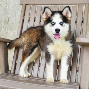 Pomsky Puppy Angel