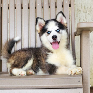 Pomsky Puppy Angel