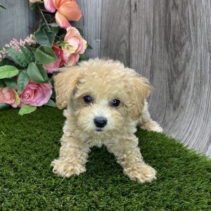 Havapoo Puppy Mahalia