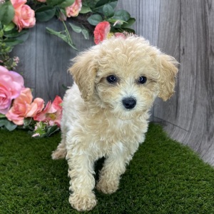 Havapoo Puppy Mahalia