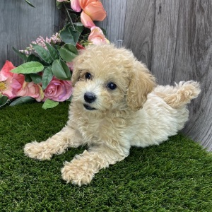 Havapoo Puppy Mahalia