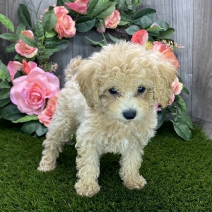 Havapoo Puppy Mahalia