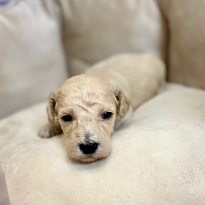 Springerdoodle Puppy Prentiss