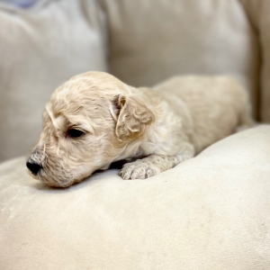 Springerdoodle Puppy Prentiss