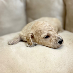 Springerdoodle Puppy Prentiss