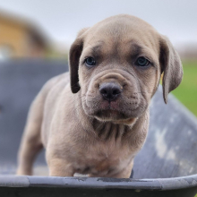 Cane Corso Puppy Carol