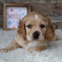 Cocker Spaniel Puppy Allen
