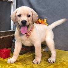 Labrador Retriever Puppy Kadie