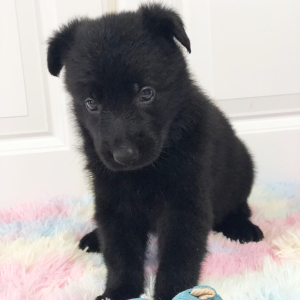 German Shepherd Dog Puppy Millie