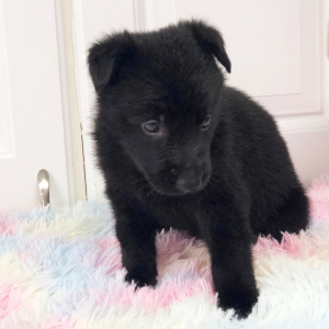 German Shepherd Dog Puppy Millie