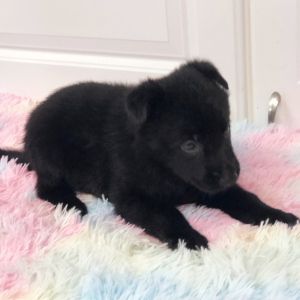 German Shepherd Dog Puppy Millie