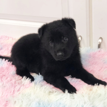 German Shepherd Dog Puppy Millie