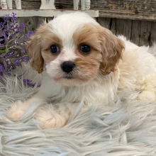 Cavachon Puppy Juneau