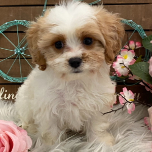 Cavachon Puppy Juneau
