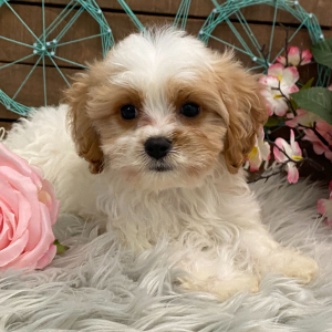 Cavachon Puppy Juneau
