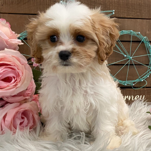 Cavachon Puppy Juneau