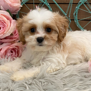 Cavachon Puppy Juneau