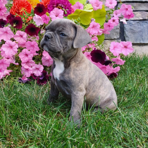 Frenchton Puppy Cory