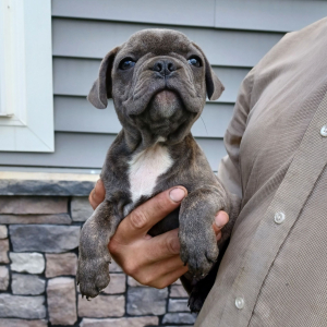 Frenchton Puppy Cory