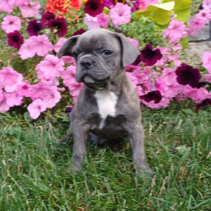 Frenchton Puppy Cory