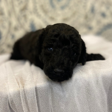 Poodle Puppy Epic