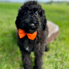 Poodle Puppy Epic