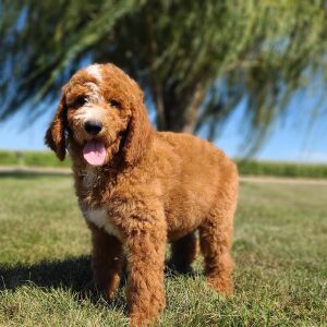 Goldendoodle Puppy Miro