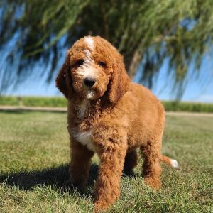 Goldendoodle Puppy Miro