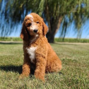 Goldendoodle Puppy Miro